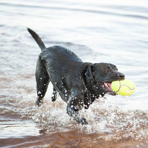 AirDog Squeaker Football