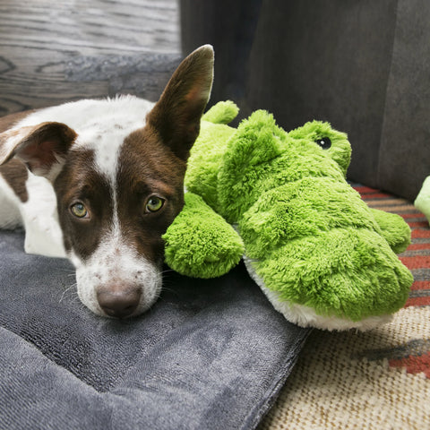 Cozie Ali Alligator
