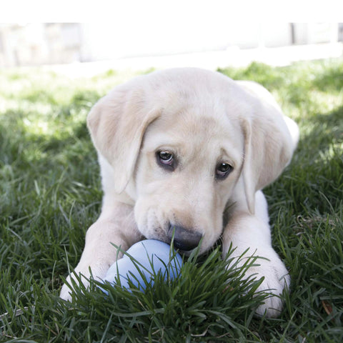 Snacks Puppy