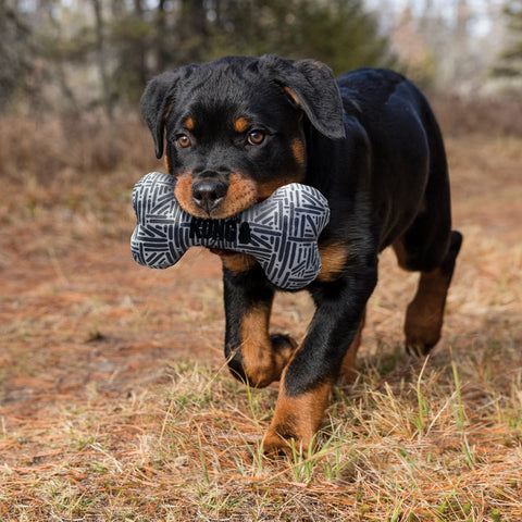 Maxx Bone