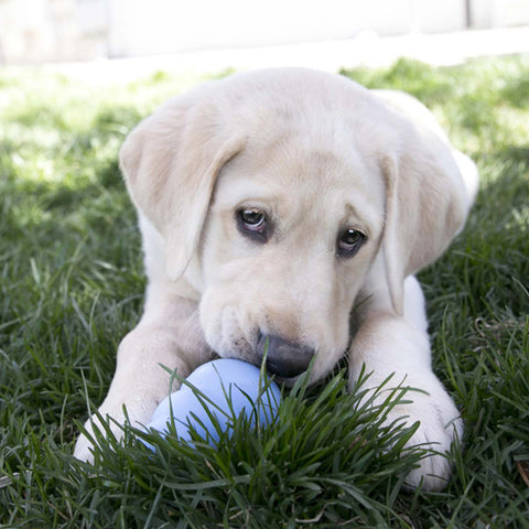 KONG Puppy Blue